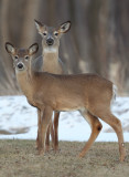 white tail deer --  cerf de virginie