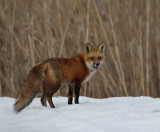 red fox -- renard roux