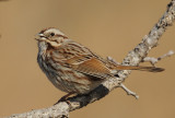 song sparrow -- bruant chanteur