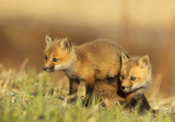 2 red fox pups -- 2 renardeaux