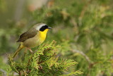 common yellowthrot -- paruline masquee