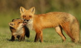 red fox @ pup -- renard roux et renardeaux