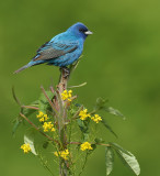 indigo bunting -- passerin indigo