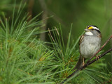 white-throated sparrow -- bruant a gorge blanche