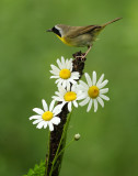 common yellowthroat -- paruline masquee