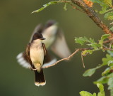 eastern kingbirds -- tyran tritri