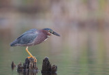 green heron -- heron vert