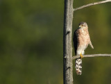 coopers hawk (  juvenile ) -- epervier de cooper ( juvenile )