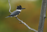 belted kingfisher -- martin-pecheur  damerique