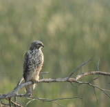 red-shouldered hawk ( juvenile ) -- buse a epaulettes ( juvenile )