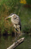 great blue heron -- grand heron