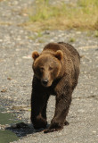 brown bear -- ours brun