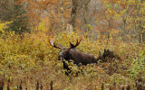 moose ( bull ) -- orignal ( m )