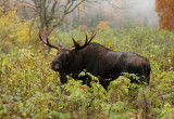 moose ( bull ) -- orignal ( m )