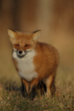 red fox --  renard roux