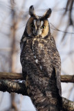long-eared owl -- hibou moyen-duc