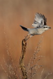 northern shrike -- pie-grieche grise