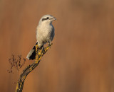 northern shrike -- pie-grieche grise