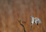 northern shrike -- pie-grieche grise