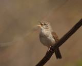  house wren -- troglodyte familier