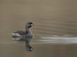 pied-billed grebe -- grebe a bec bigarre