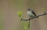 warbling vireo  --  vireo melodieux