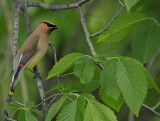 cedar waxwing  --  jaseur damerique