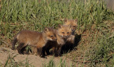 red fox ( pups ) --  renard roux ( renardeau )