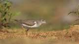 spotted sandpiper    --  chevalier grivele 