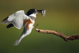 belted kingfisher  --  martin-pecheur damerique