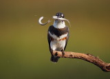 belted kingfisher  --  martin-pecheur damerique.