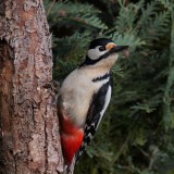 Woodpecker in Apple Tree