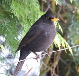  Black Bird