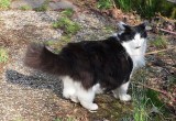 Neighbor's Main Coon
