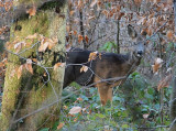 Deer in the Kindsbach Forest