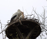 The Big Nest