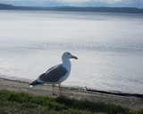 Seattle Sea Gull