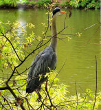  Blue Heron