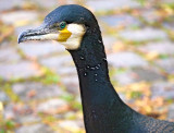 Cormoran