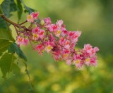 Chestnut Blossom