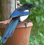 Magpie on the Move