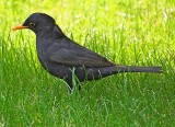Male Black Bird