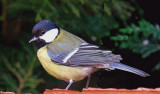 Great Tit