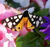 Garden Tiger Moth