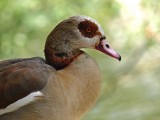 Egyptian Goose