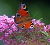 European Peacock