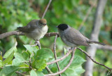 Daddy & Baby Blackcap