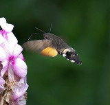 Hummingbird-Hawk Moth