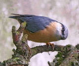 Eurasian Nuthatch