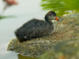 Coot Juvenile